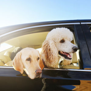Remember to pack a few extra things for your doggo
