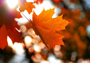 Maple leaf