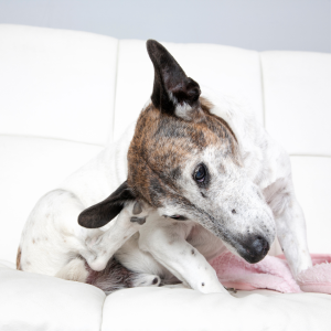 Ear mites and doggos 