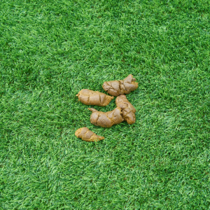 Dealing with dog poop in your HOA