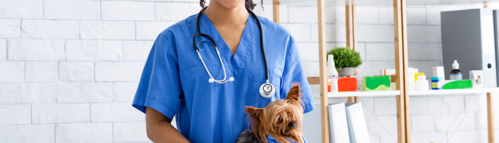 Portrait of happy African American vet doctor with cute little dog at animal clinic