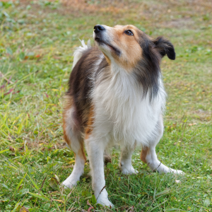 Ways for managing the pet poop problem