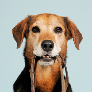 Take your dog out for a day on the town