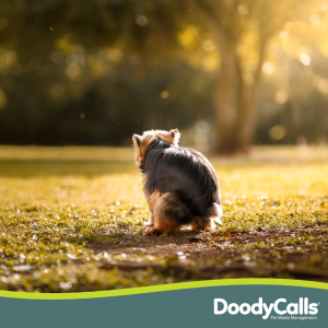 Quick tips to help your dog poop quicker