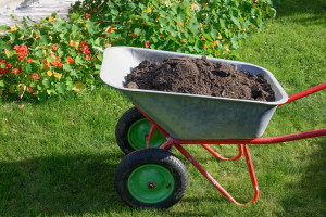 Wheelbarrow full of humus and compost on yard.