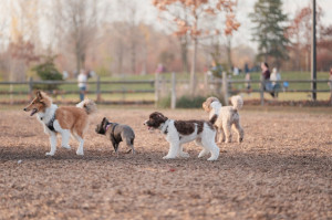 Beautiful shot of cute fluffy dogs playing tag at a dog park