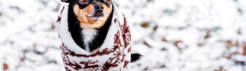 Purebred Chihuahua on a walk in winter in clothes. A charming outfit for a dog. Winter walk.