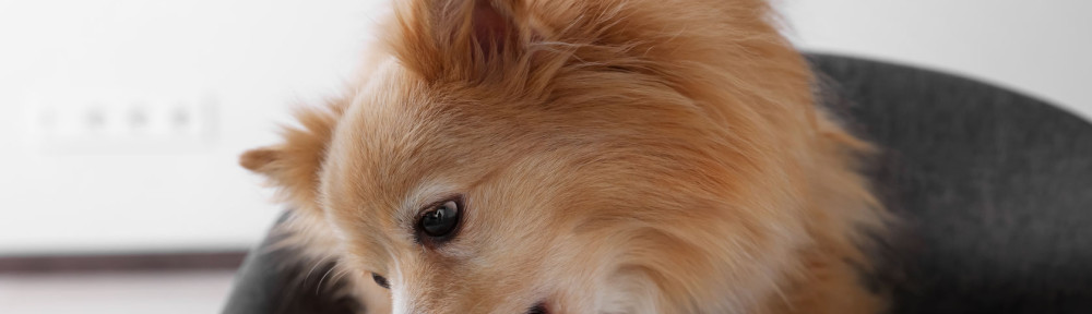 Cute Pomeranian spitz dog eating biscuit from plate at table ind
