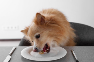 Cute Pomeranian spitz dog eating biscuit from plate at table ind