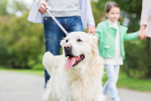 close up of family with labrador dog in park