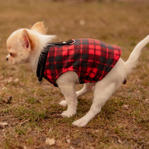 Dealing with a Neighbor's Pooping Dog 