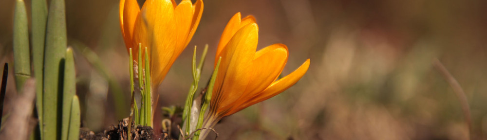 Two yellow crocuses on a blurred background with copy space