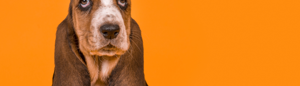 DNU - DoodyCalls Franchise Content CANVA (10)