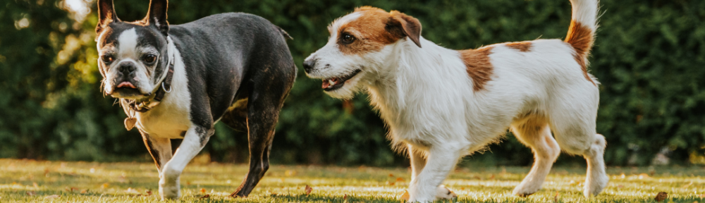 DNU - DoodyCalls Franchise Content UNSPLASH