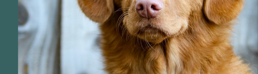 DNU - DoodyCalls Franchise Content UNSPLASH