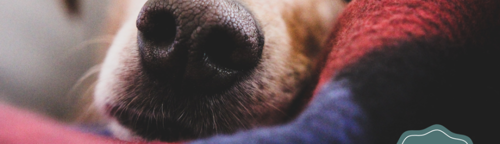 DNU - DoodyCalls Franchise Content UNSPLASH