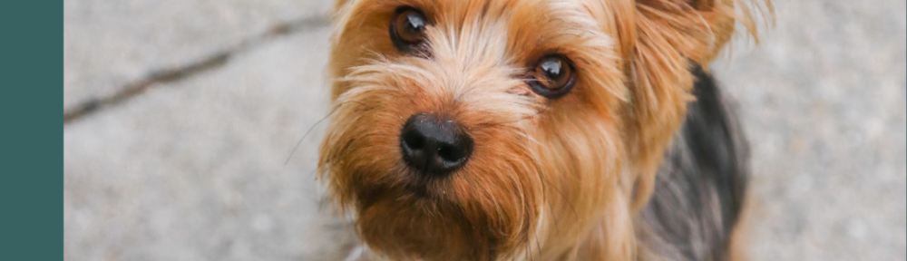 DNU - DoodyCalls Franchise Content UNSPLASH