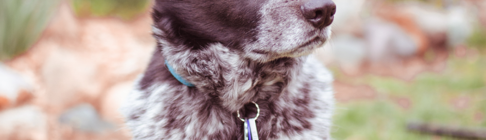 DNU - DoodyCalls Franchise Content UNSPLASH