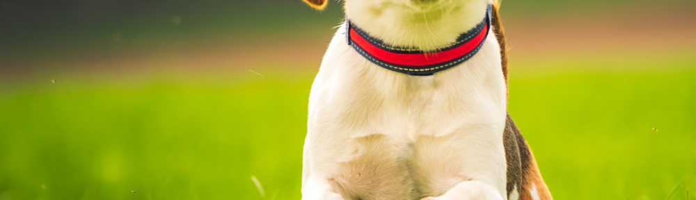 DNU - DoodyCalls Franchise Content CANVA (21)