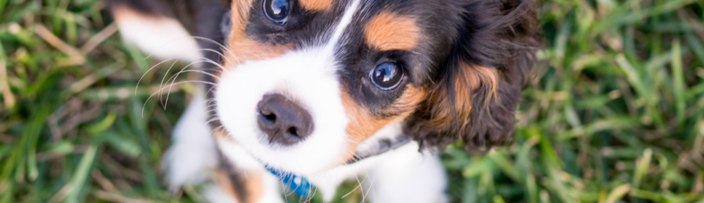 DNU - DoodyCalls Franchise Content UNSPLASH