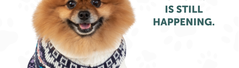 DNU - DoodyCalls Franchise Content CANVA (5)