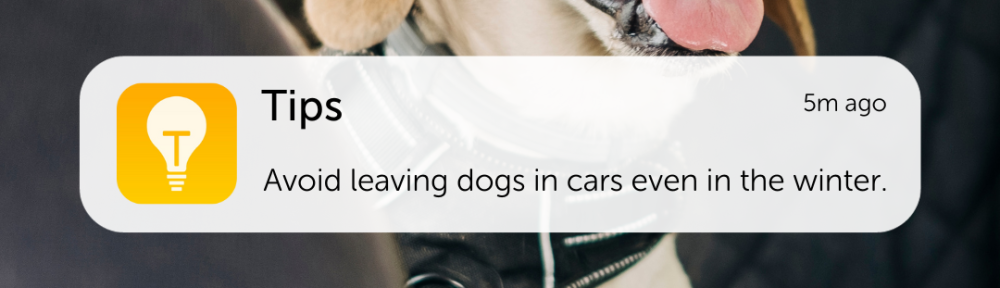 DNU - DoodyCalls Franchise Content CANVA (5)