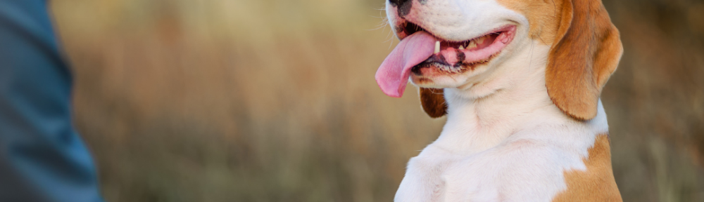DNU - DoodyCalls Franchise Content CANVA