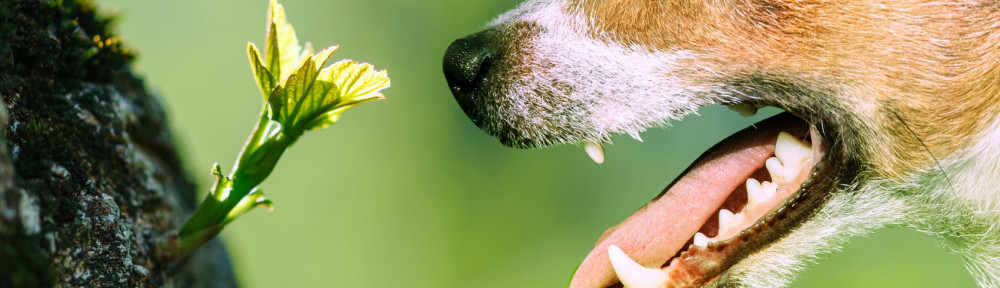 Dog sniffing the first spring sprout leaf on a tree