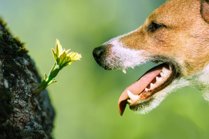 Dog sniffing the first spring sprout leaf on a tree