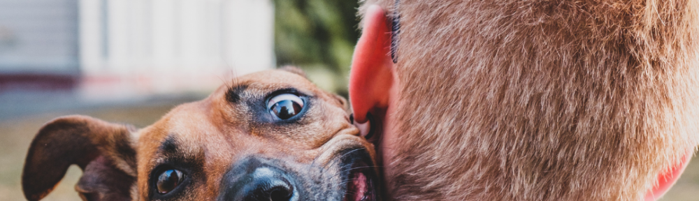 DNU - DoodyCalls Franchise Content CANVA (2)