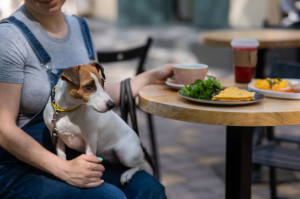 Jack Russell sitting on the owner's lap in a street cafe. Woman having breakfast in dog friendly outdoor cafe.