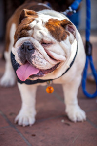 Close up of panting English bulldog
