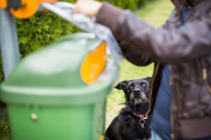 Responsible pet ownership