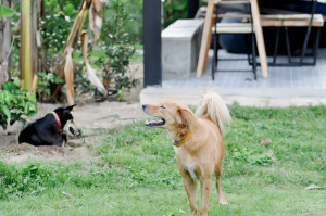 dog at home , two dogs