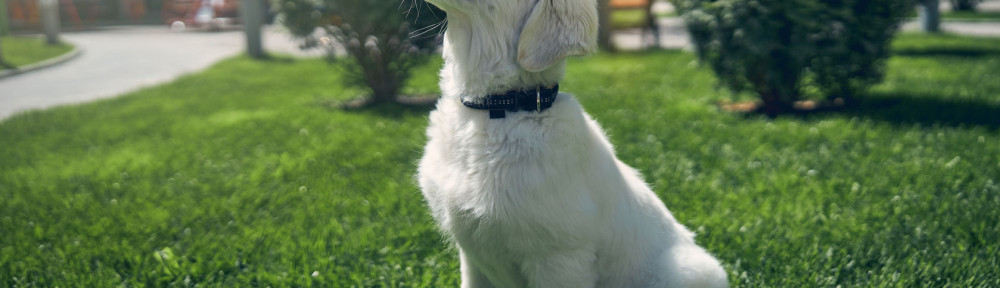 Puppy sitting alone on the green grass
