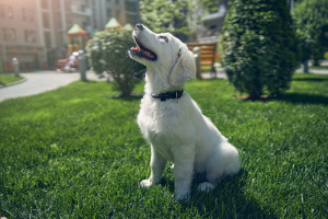 Puppy sitting alone on the green grass