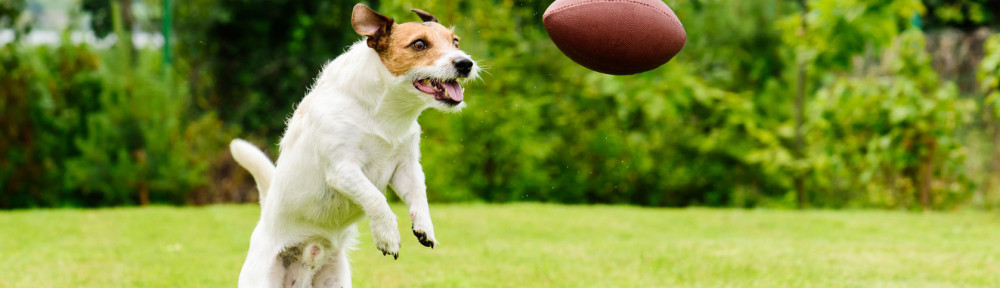 Leisure time at back yard with american football ball and pet