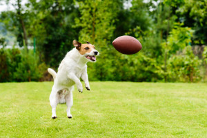 Leisure time at back yard with american football ball and pet