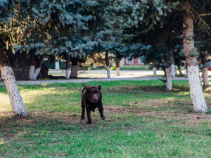 An adult brown Labrador runs in a public park. The dog playfully jumps and has fun.