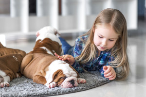 The friendship between a little girl and cute puppies of bulldog