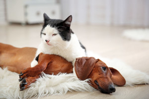 Beautiful cat and dachshund dog on rug, indoor